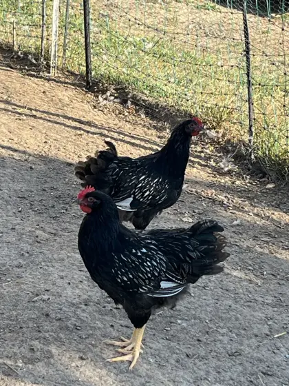 Barnevelder