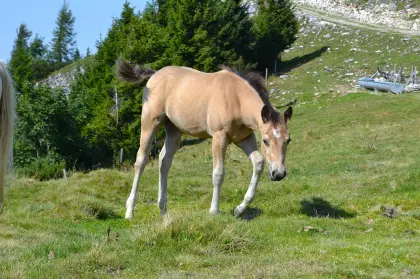Buckskin Quarter Horse Stutfohlen