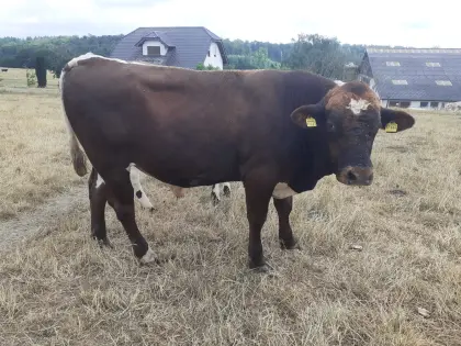 Bio-Deckbulle, Kreuzung Pinzgauer