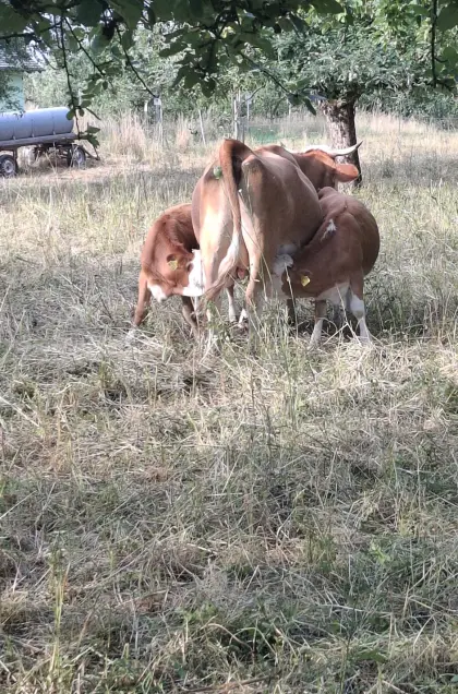 Hinterwälder Kuh, Mutterkuh, Kälber, Rinder