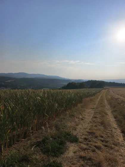 Silomais ab Feld Neubach