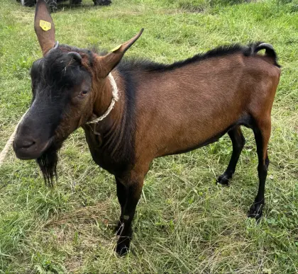 Gämsfarbiger Ziegenbock