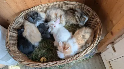 Löwenkopf-Zwergkaninchen in allen Farben