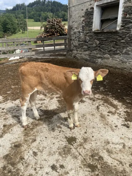 Bio Fleckviehkalb