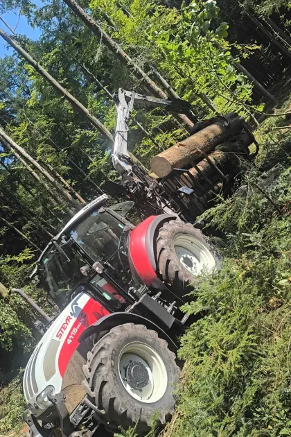 Suche Wald zum Kaufen