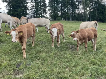 Murbodner Kuh