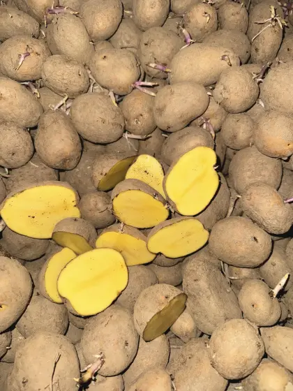 Kartoffeln