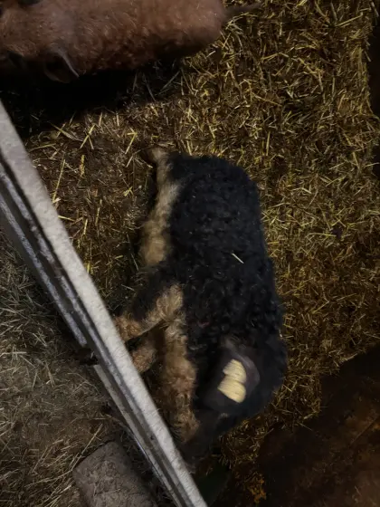 Bio Mangalitza Zuchtpärchen für Mastferkel