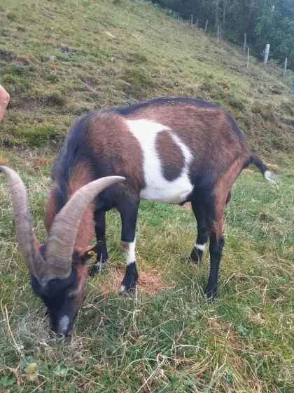 Pinzgauer Ziegen, Tauernschecken Bock