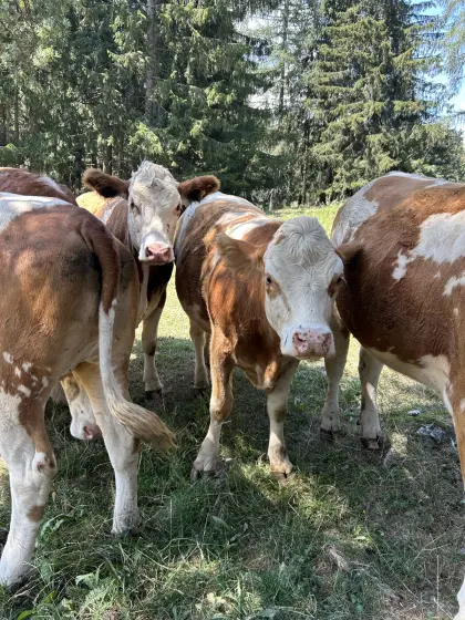 Trächtige Fleckvieh-Zuchtkalbinnen