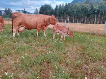 Murbodner Kuh mit Stierkalb