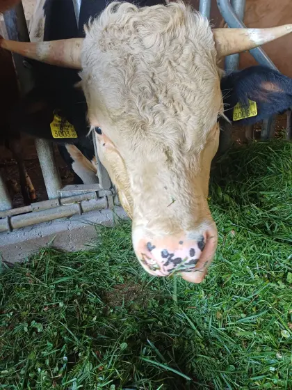 Verkaufen WBB Sprungstier