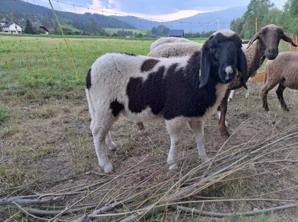 Gescheckter Bergschafwidder
