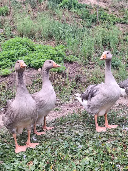 Gänse von Mai 2026