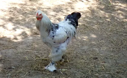 Brahma Junghahn