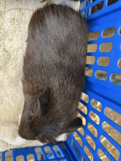 Meerschweinchen