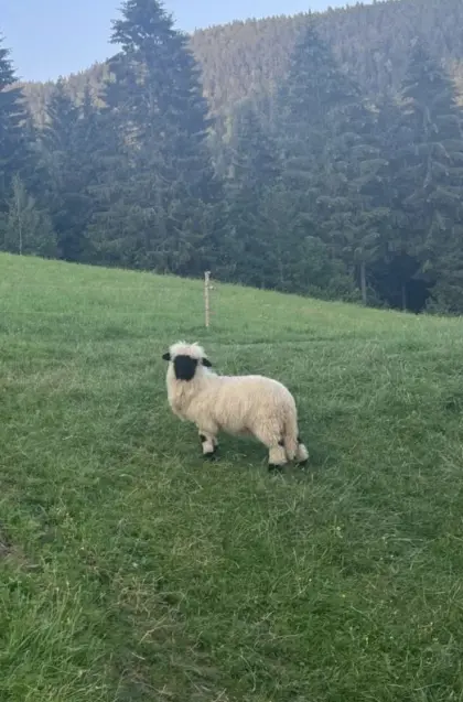 Walliser Schwarznasen Auenlamm