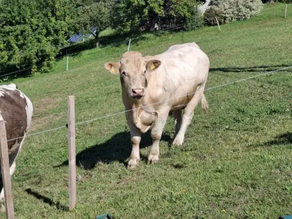 Verkaufe CH-Stier