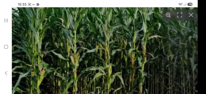 18 ha Mais ab Feld zu verkaufen