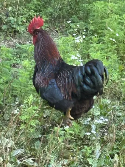 Hähne