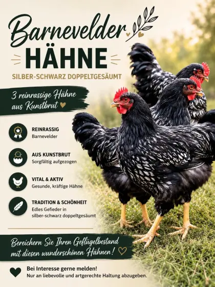 Barnevelder Hähne