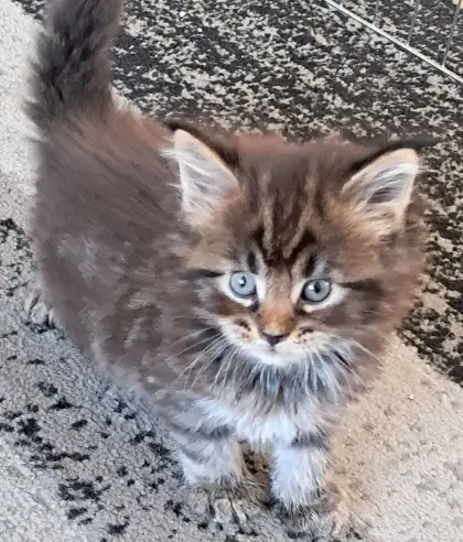 Maine Coon