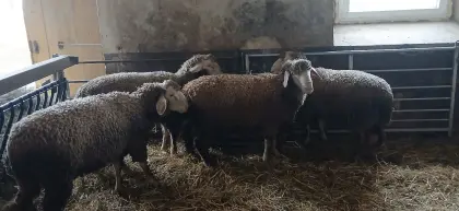 Merino-Widder