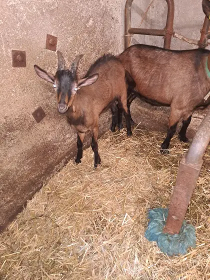 Gemsfarbige Gebirgsziege, 4 Monate altes Bäcklein, reinrassig