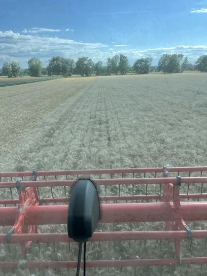 Bio-Triticale