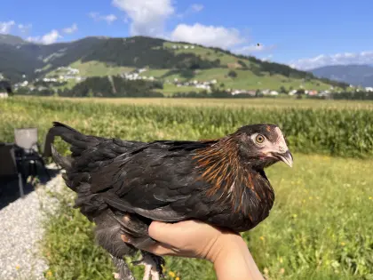 Zwerg-Marans, Zwerg Lavender Araucana
