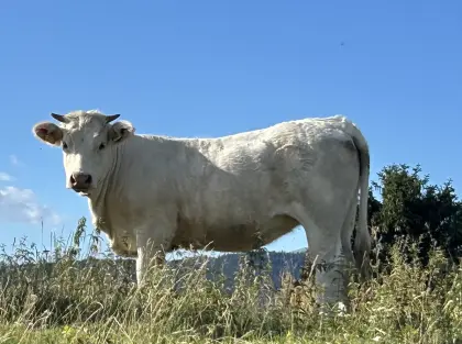 Charolais-Kalbin