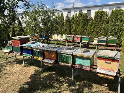 Carnica Jungvölker