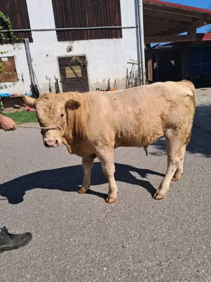 Stier aus Biobetrieb
