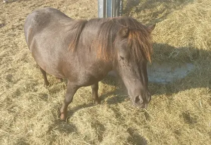 Mini-Shetty-Hengst