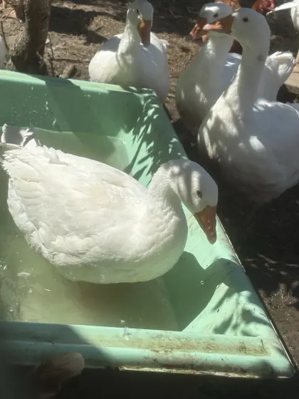 Gänse aus guter Garten- und Freilandhaltung
