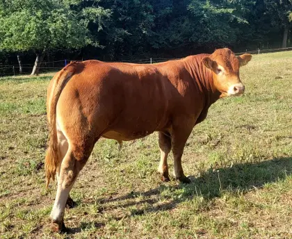 Stier Limousin