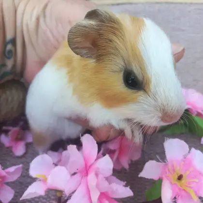 Meerschweinchen, Weibchen, Männchen