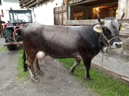 Verkaufe graue Erstlingskuh