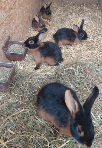 Lohkaninchen