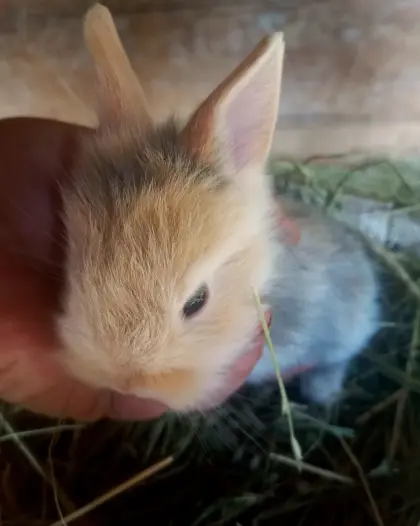 Zwergkaninchen Löwenkopf