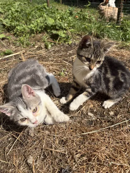 Katzenbabys