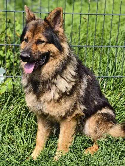 Altdeutscher Schäferhund