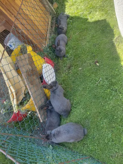 Blaue Wiener Häsin