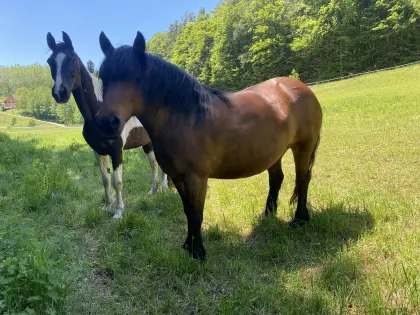 Pferd