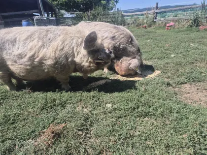 KuneKune Pärchen