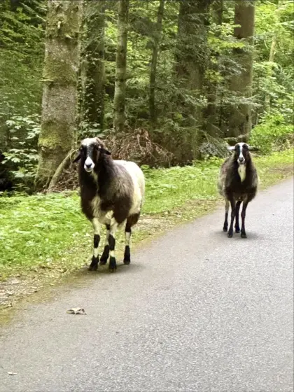 Zwei Krainer Steinschaf-Weibchen abzugeben