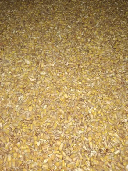 Verkaufe Futtermais