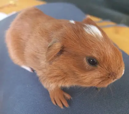 Meerschweinchen, Weibchen, Männchen
