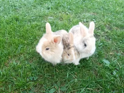 Zwergkaninchen