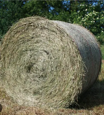 Suche Heuballen 2. Schnitt